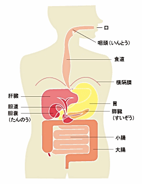 消化器のお話 | 健康コラム | 田中消化器科クリニック｜炎症性腸疾患 ...