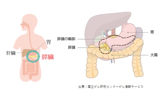 膵臓の位置