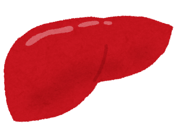 肝臓