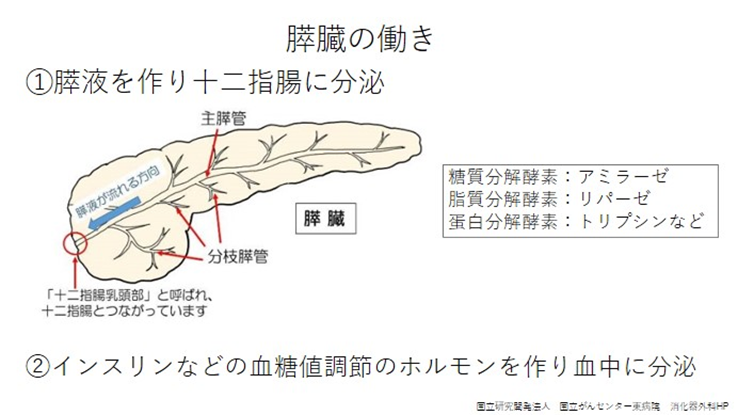 膵臓の働き
膵液を作り十二指腸に分泌
インスリンなどの血糖値調整のホルモンを作り血液に分泌