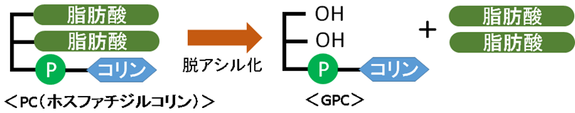 α-GPC（アルファグリセロホスホコリン）