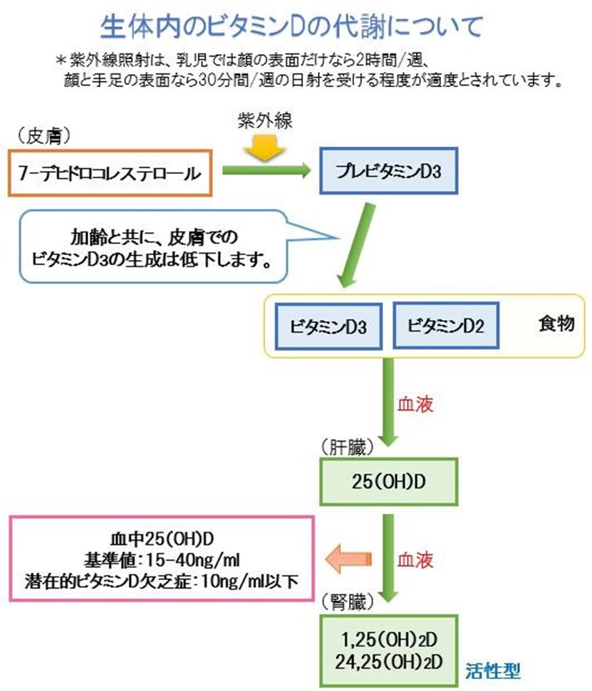 ビタミンDの代謝