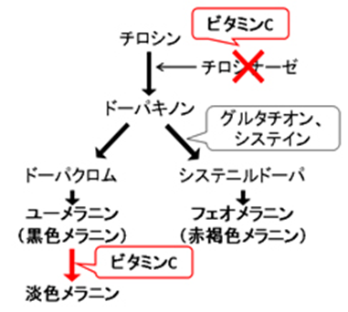ビタミンCの美白効果