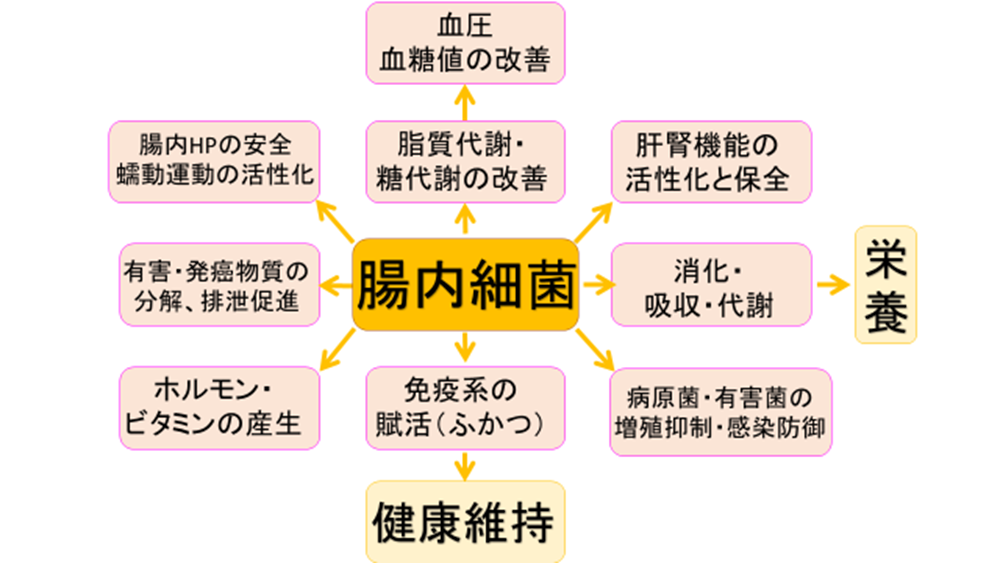腸内細菌