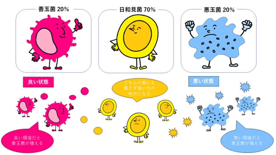 腸内細菌のバランス