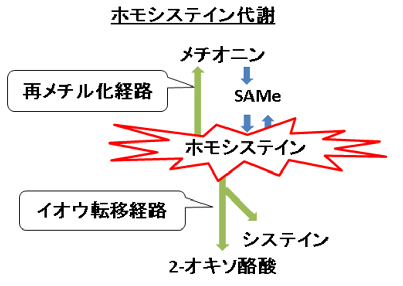 ホモシステイン代謝