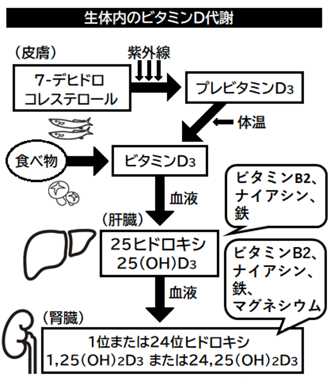 生体内のビタミンD代謝