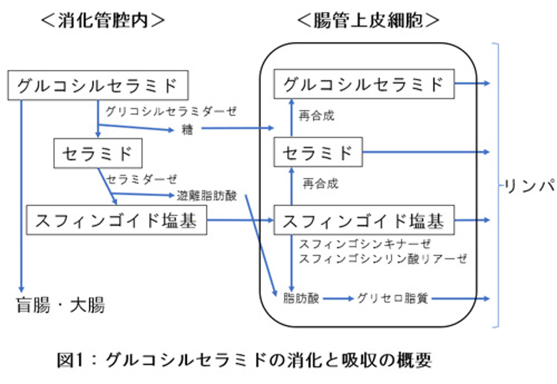 グルコシルセラミド